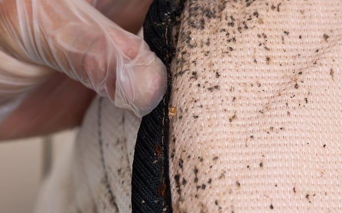 bed bugs on mattress