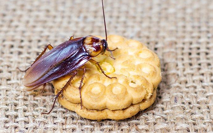 american cockroach on a cookie mountlake terrace wa