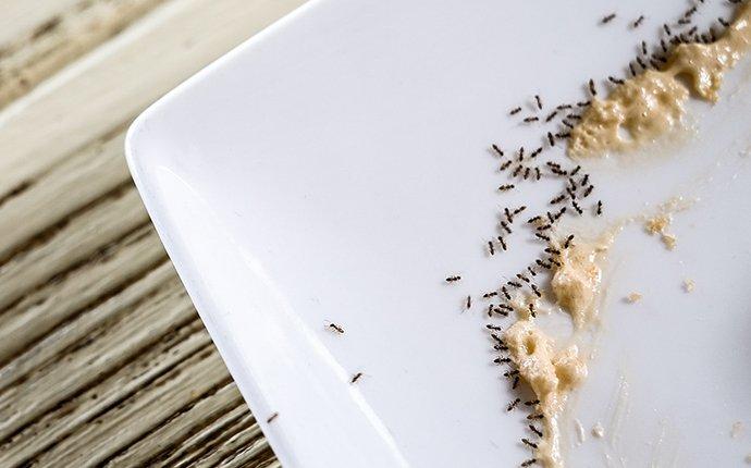 ant infestation on dish