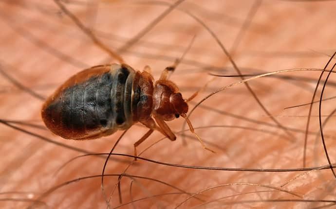 bed bug crawling on human