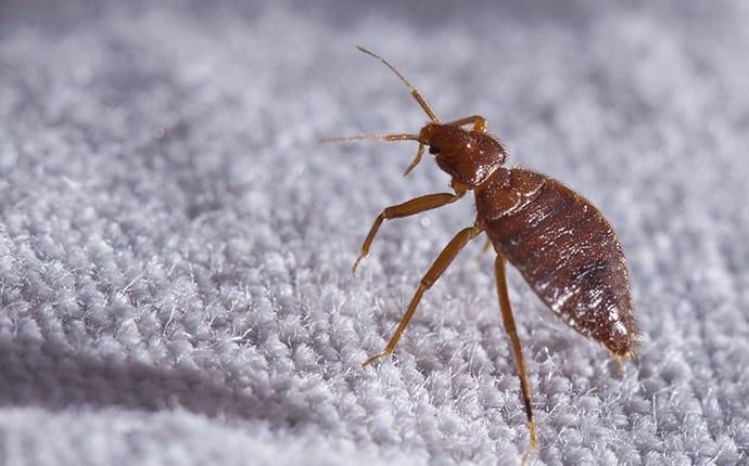 bed bug crawling on sheets