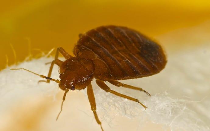 bed bug in marysville wa home