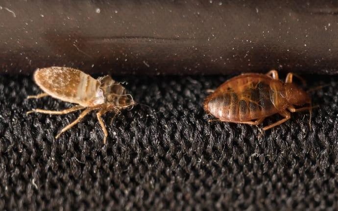 bed bugs on furniture