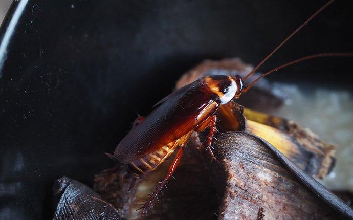 cockroach crawling in garbage