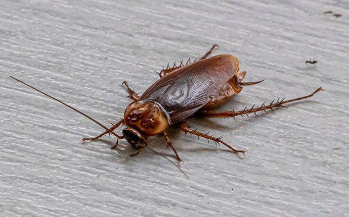 cockroach crawling on a living room floor