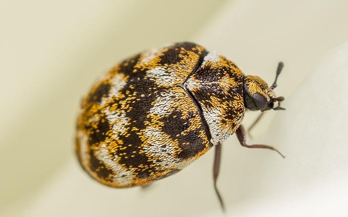 carpet beetle
