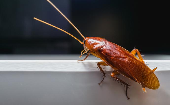 cockroach