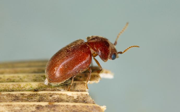 pantry pest