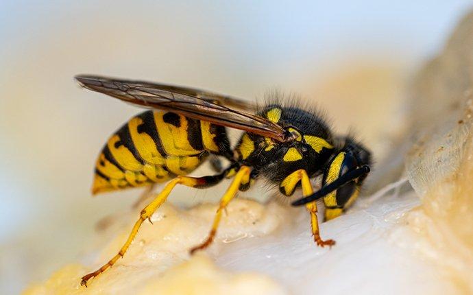 hornet on fruit mill creek wa