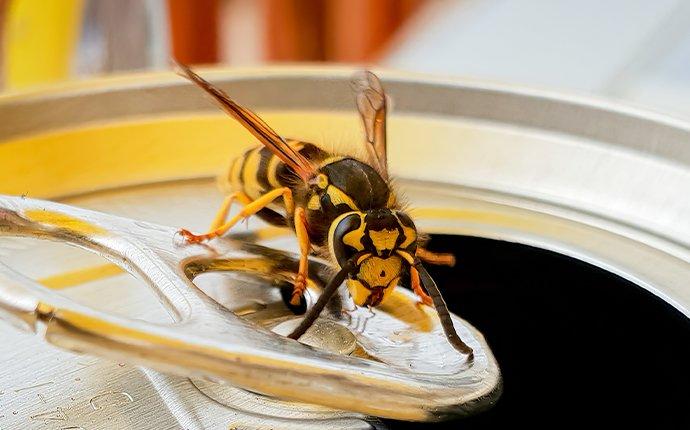 hornet on soda can