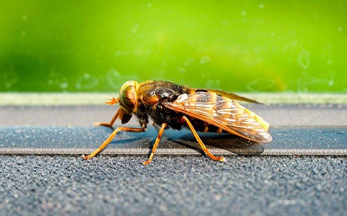 hornet on window sill