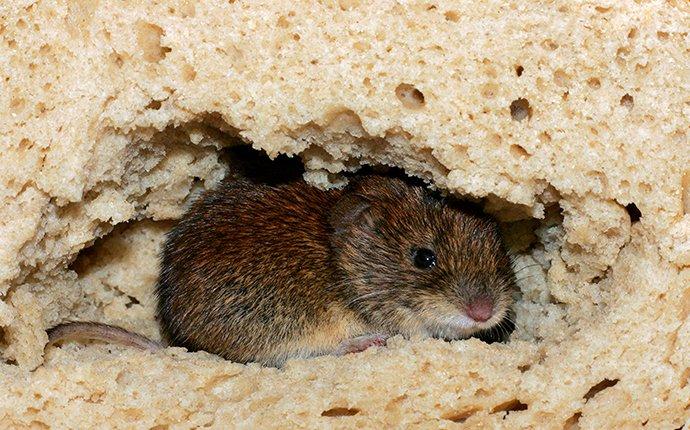 house mouse crawling in and eating bread