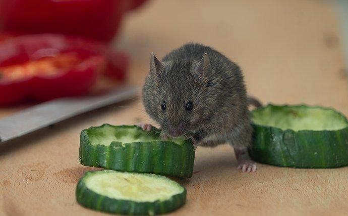 house mouse eating food marysville wa
