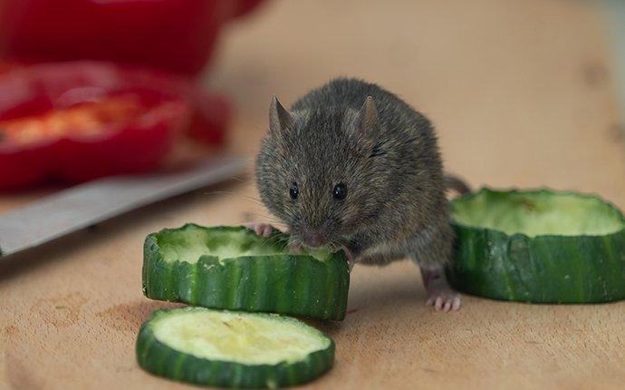 house mouse eating food Marysville WA