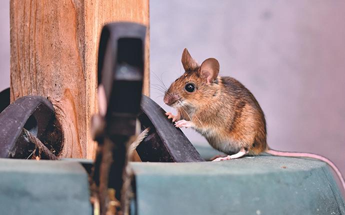 house mouse on patio furniture lake stevens