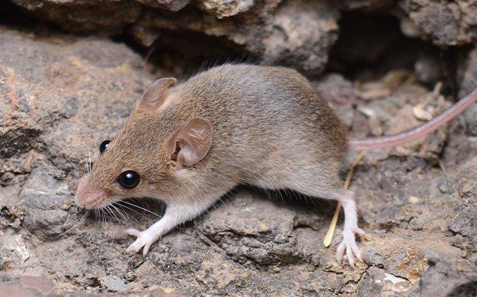 mouse on home foundation monroe wa