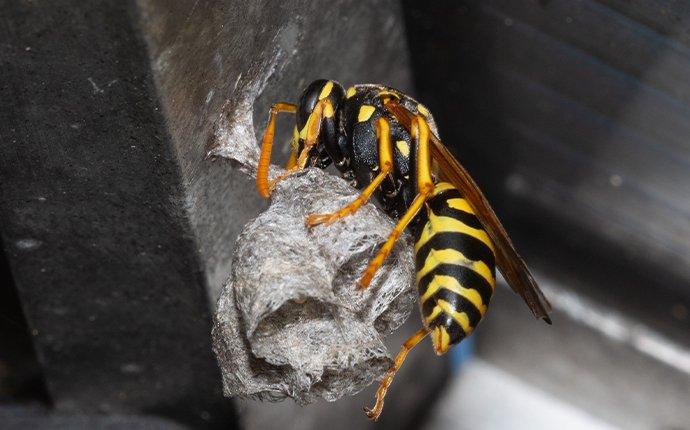 paper wasp building nest monroe wa