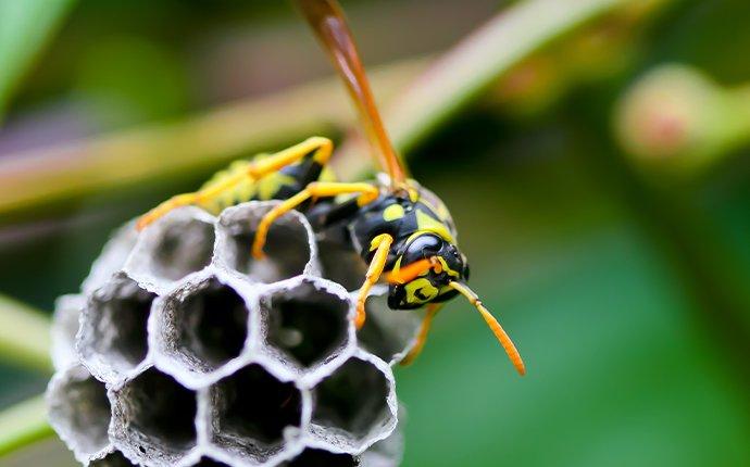 paper wasp crawling on nest in tree