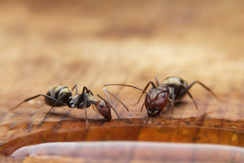 ants