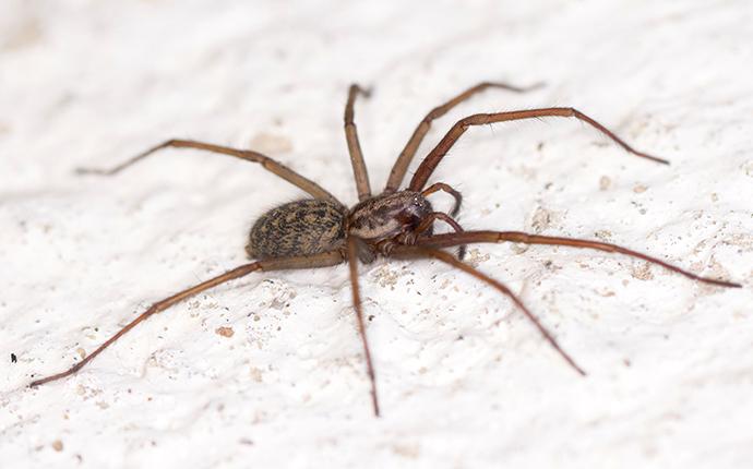 spider