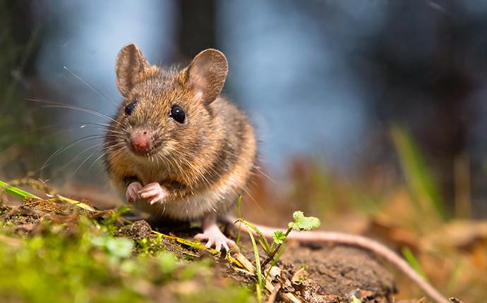 rodent