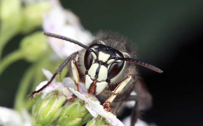 stinging insect