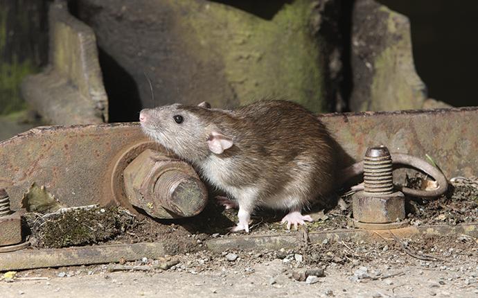 Rat