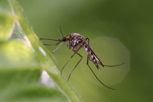 mosquito